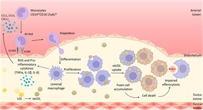 Drug repurposing in cardiovascular inflammation: Successes, failures, and future opportunities